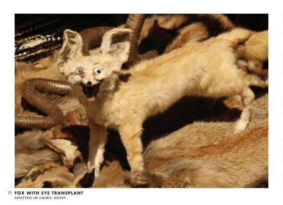 Crap Taxidermy: The Ultimate Illustrated Guide to Hilariously Bad Stuffed Animals