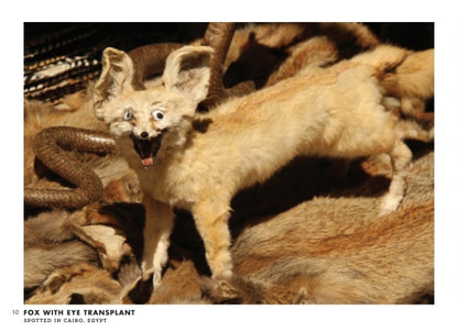 Crap Taxidermy: The Ultimate Illustrated Guide to Hilariously Bad Stuffed Animals