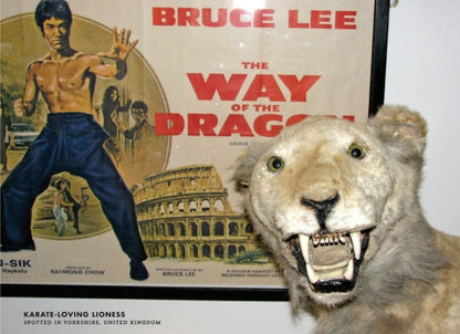 Crap Taxidermy: The Ultimate Illustrated Guide to Hilariously Bad Stuffed Animals
